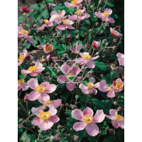 Zawilec japoński Anemone japonica