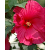 Hibiskus 'Sultry Kiss' Hibiscus