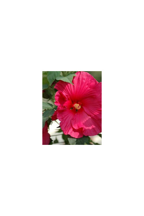 Hibiskus 'Sultry Kiss' Hibiscus