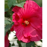 Hibiskus 'Sultry Kiss' Hibiscus