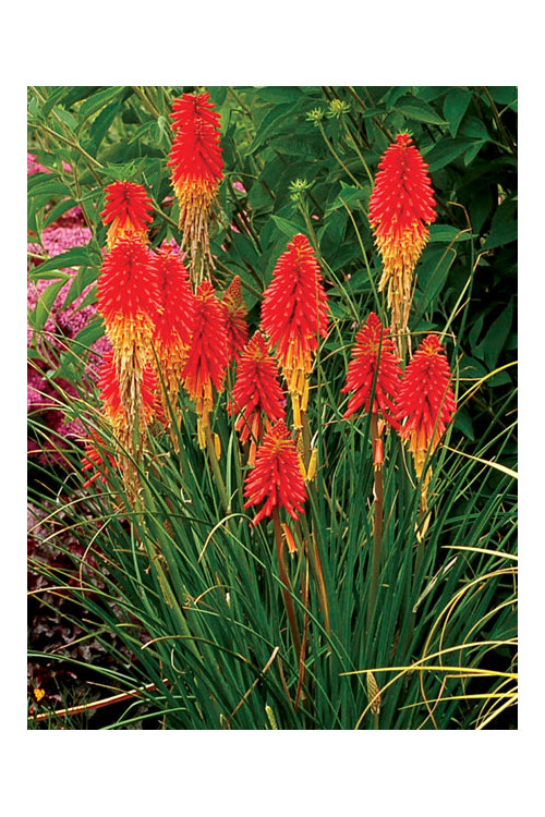 trytoma, trytoma Papaya Popscide, Kniphofia