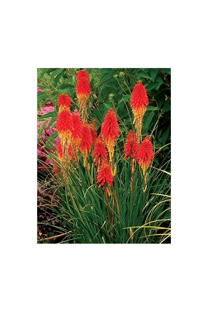 trytoma, trytoma Papaya Popscide, Kniphofia