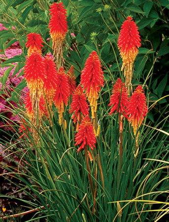 trytoma, trytoma Papaya Popscide, Kniphofia