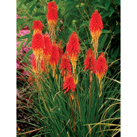 trytoma, trytoma Papaya Popscide, Kniphofia