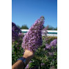 Budleja dawida 'Guliver' | Buddleja davidii