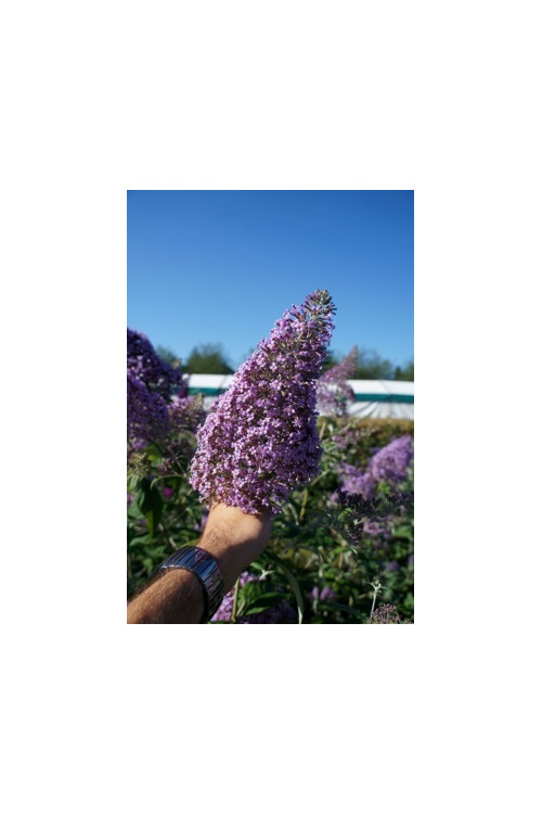 Budleja dawida 'Guliver' | Buddleja davidii