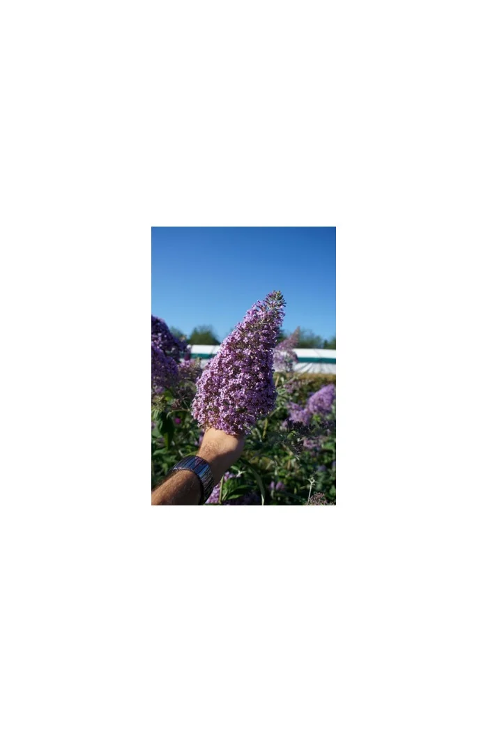 Budleja dawida 'Guliver' | Buddleja davidii