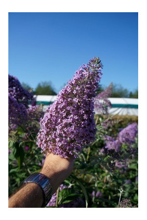 Budleja dawida 'Guliver' | Buddleja davidii