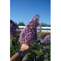 Budleja dawida 'Guliver' | Buddleja davidii
