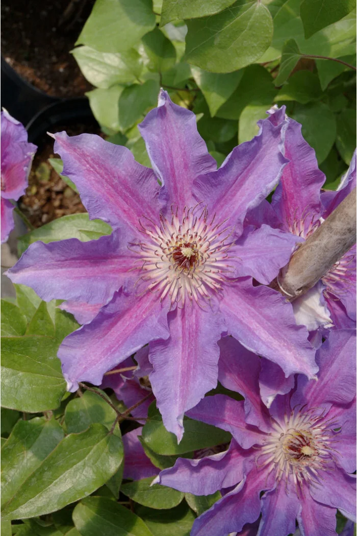 Powojnik 'Dzieci Warszawy' | Clematis