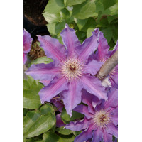 Powojnik 'Dzieci Warszawy' | Clematis