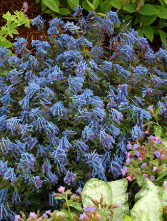 Kokorycz 'Purple Leaf' Corydalis