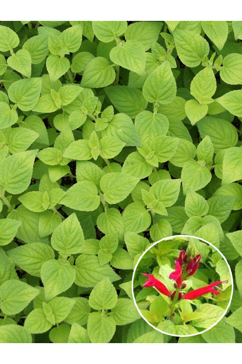 Szałwia 'Honey Melon' Salvia elegans