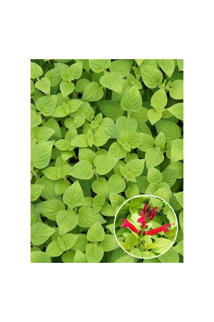 Szałwia 'Honey Melon' Salvia elegans