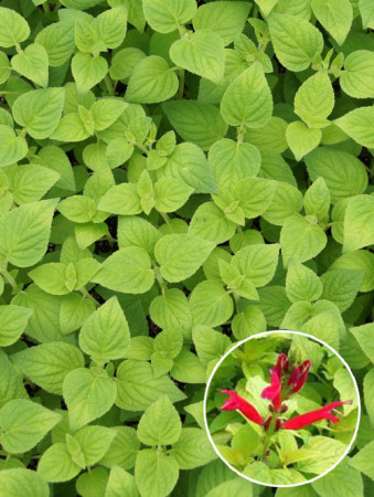 Szałwia 'Honey Melon' Salvia elegans