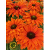 Jeżówka SunSeekers 'Mineola'| Echinacea