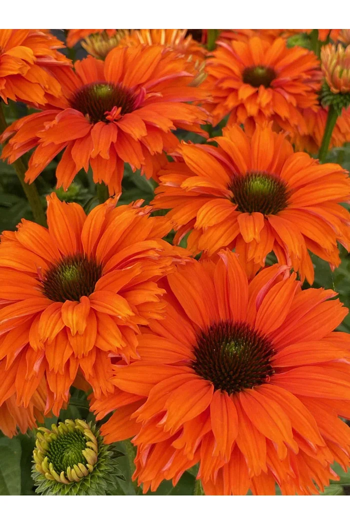 Jeżówka SunSeekers 'Mineola'| Echinacea