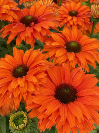 Jeżówka SunSeekers 'Mineola'| Echinacea