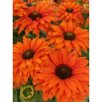 Jeżówka SunSeekers 'Mineola'| Echinacea