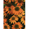 Jeżówka 'Lakota Orange' | Echinacea
