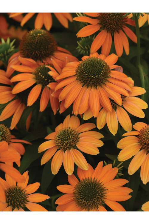Jeżówka 'Lakota Orange' | Echinacea