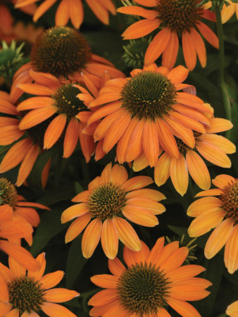 Jeżówka 'Lakota Orange' | Echinacea