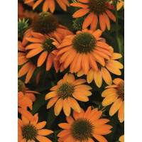 Jeżówka 'Lakota Orange' | Echinacea