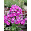 Floks wiechowaty 'Flame Pro Violet Charm' | Phlox panniculata