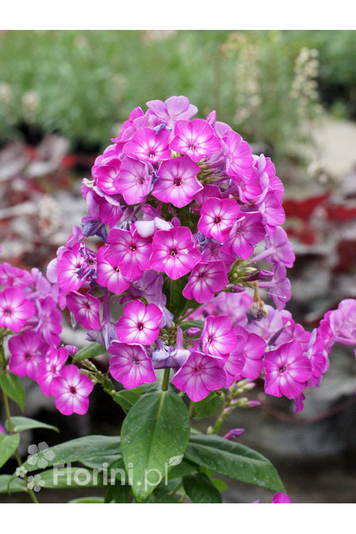 Floks wiechowaty 'Flame Pro Violet Charm' | Phlox panniculata