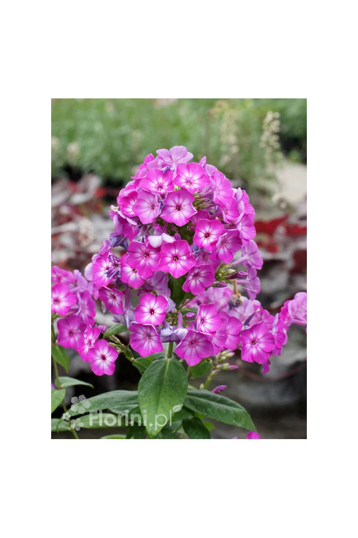Floks wiechowaty 'Flame Pro Violet Charm' | Phlox panniculata