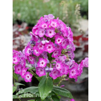 Floks wiechowaty 'Flame Pro Violet Charm' | Phlox panniculata