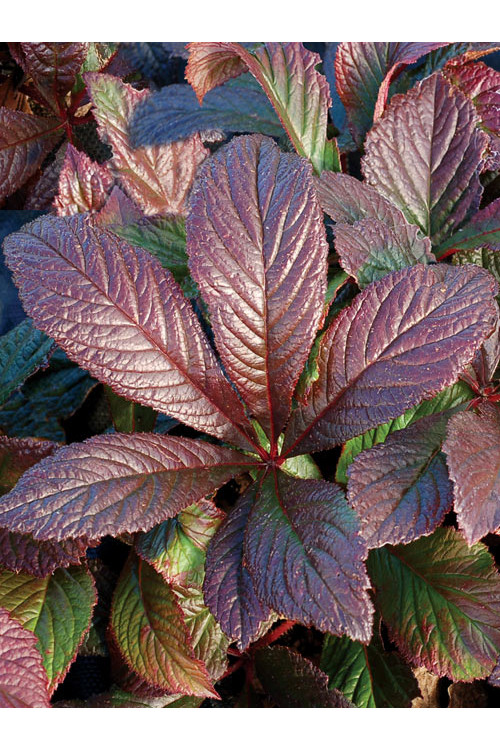 rodgersja, Rodgersia