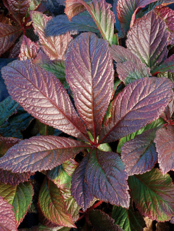 rodgersja, Rodgersia