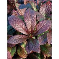 rodgersja, Rodgersia