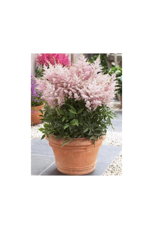 tawułka, tawułka arendsa, astilbe, astilbe arendsii, tawułka różowa, tawułka Younique