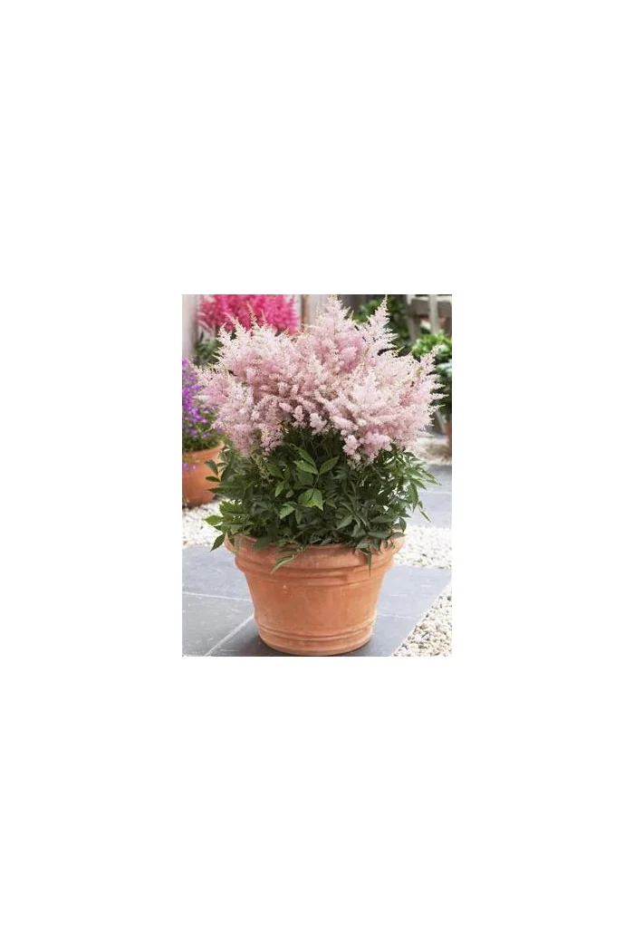 tawułka, tawułka arendsa, astilbe, astilbe arendsii, tawułka różowa, tawułka Younique