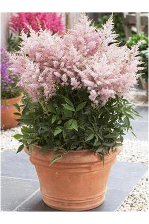 tawułka, tawułka arendsa, astilbe, astilbe arendsii, tawułka różowa, tawułka Younique