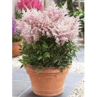 tawułka, tawułka arendsa, astilbe, astilbe arendsii, tawułka różowa, tawułka Younique