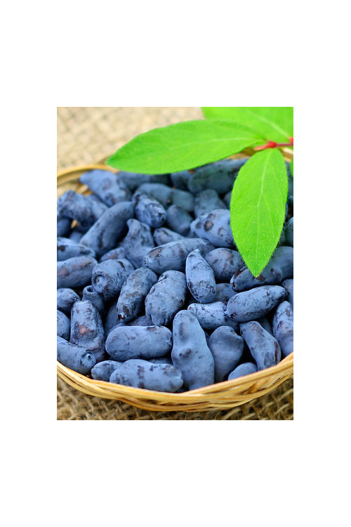 Jagoda kamczacka 'Atut' Lonicera kamtschatica