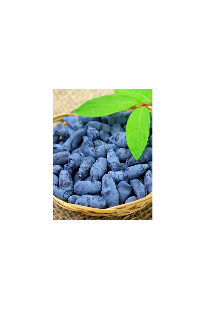 Jagoda kamczacka 'Atut' Lonicera kamtschatica