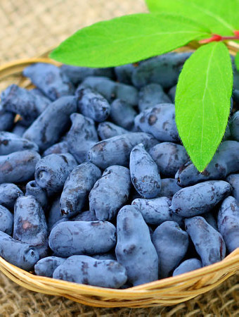 Jagoda kamczacka 'Atut' Lonicera kamtschatica