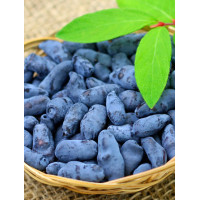 Jagoda kamczacka 'Atut' Lonicera kamtschatica