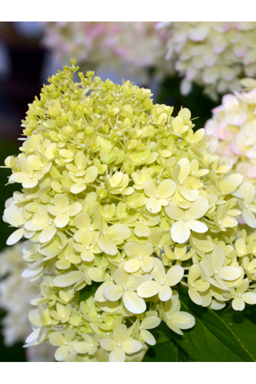 hortensja, hortensja bukietowa, hortensja little spooky