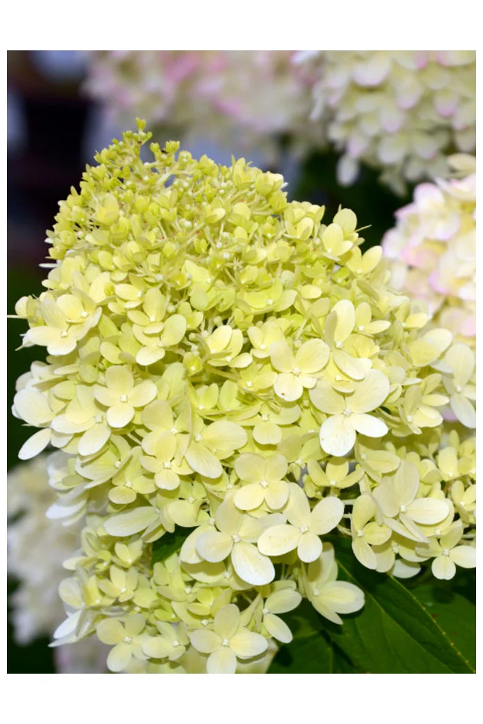 hortensja, hortensja bukietowa, hortensja little spooky