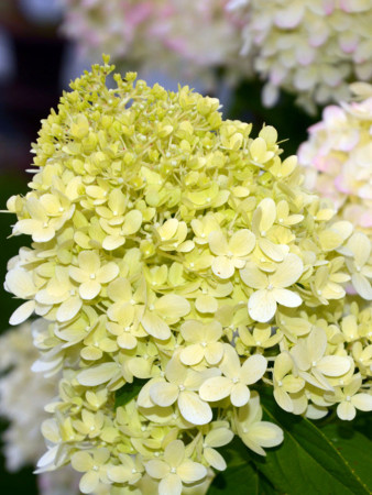 hortensja, hortensja bukietowa, hortensja little spooky