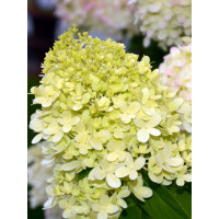 hortensja, hortensja bukietowa, hortensja little spooky