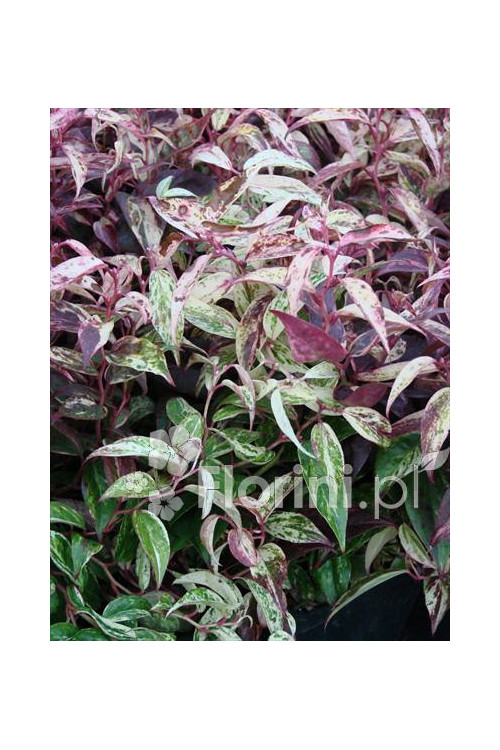 Kiścień wawrzynowy 'Makijaż' | Leucothoe fontanesiana