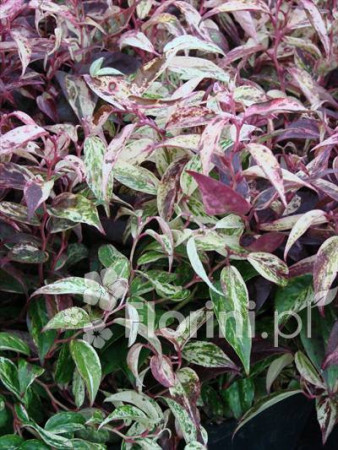 Kiścień wawrzynowy 'Makijaż' | Leucothoe fontanesiana