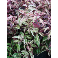 Kiścień wawrzynowy 'Makijaż' | Leucothoe fontanesiana