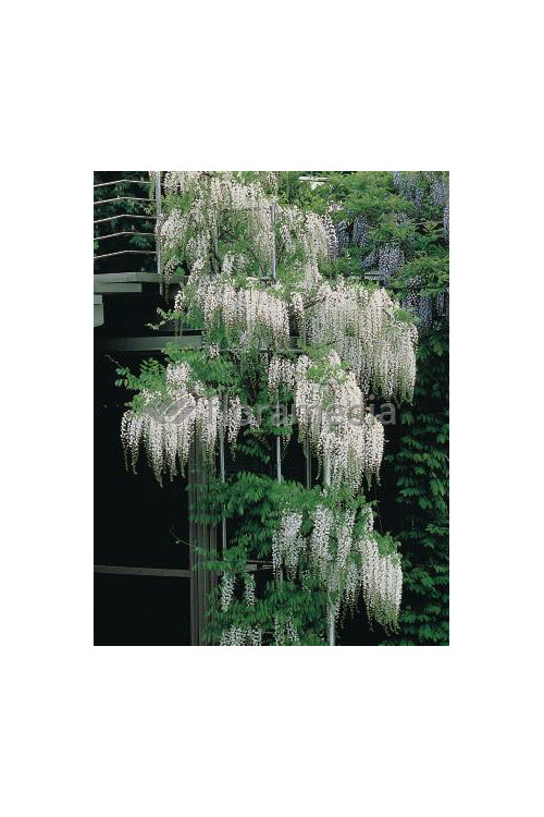 Glicynia chińska (biała) 'Shiro Noda' | Wisteria sinensis